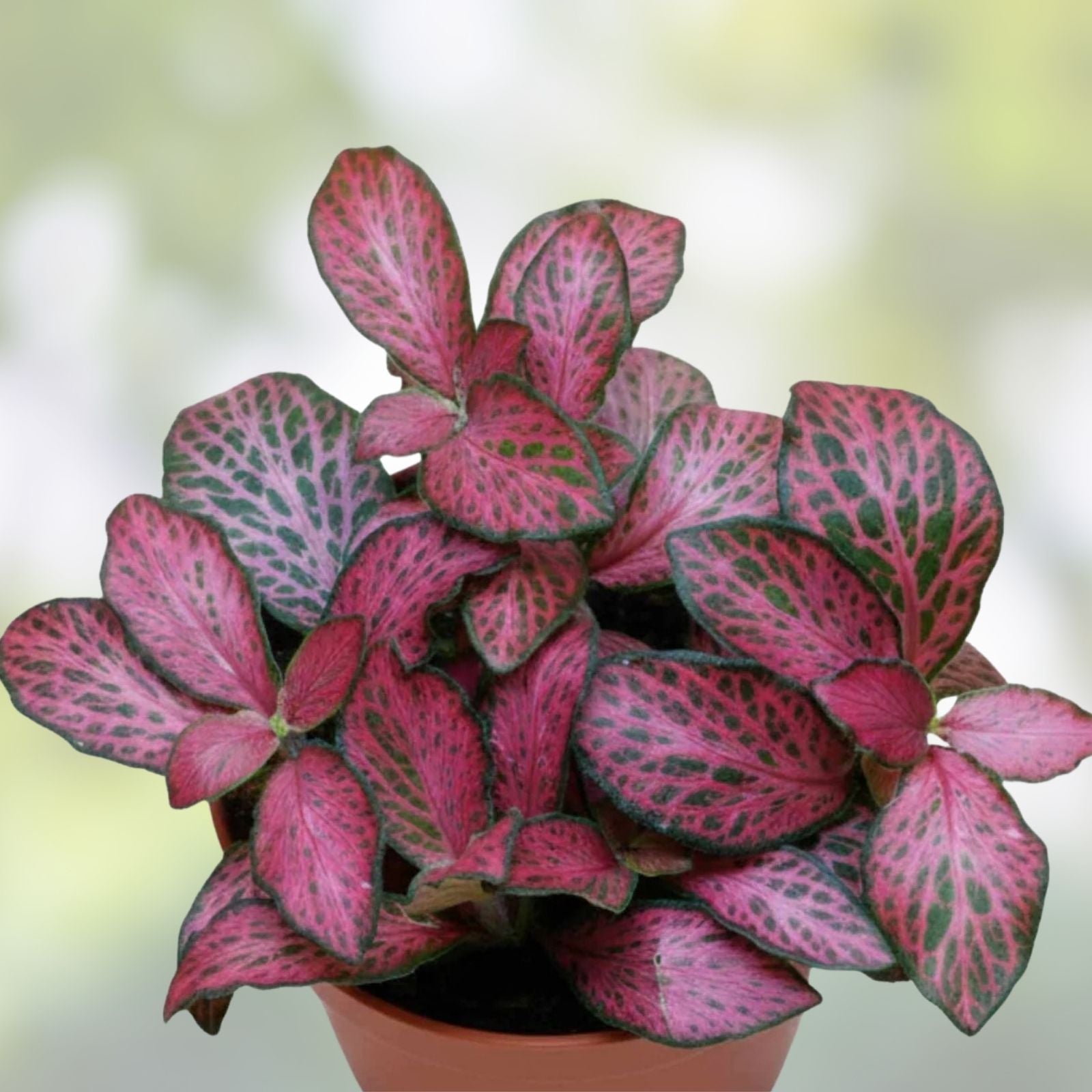 Red Fittonia Cutting Propagation Cup - Live Terrarium Plant - Fittonia albivenis Indoor Garden Decor - Fast Growing Plant