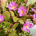Portulaca oleracea Lemon Twist Ground Cover Plant, Colorful Purslane, Drought Tolerant, Live Plant, Easy Care, US Seller