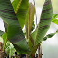 Bordelon Banana Tree Musa spp. Small Rooted Starter Plant Tropical Indoor Outdoor Houseplant