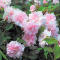 Cecile Brunner Rose Cuttings, 10 Live Unrooted Fragrant Rose Plants, Rosa 'Cecile Brunner', Bare Root Starter Plants