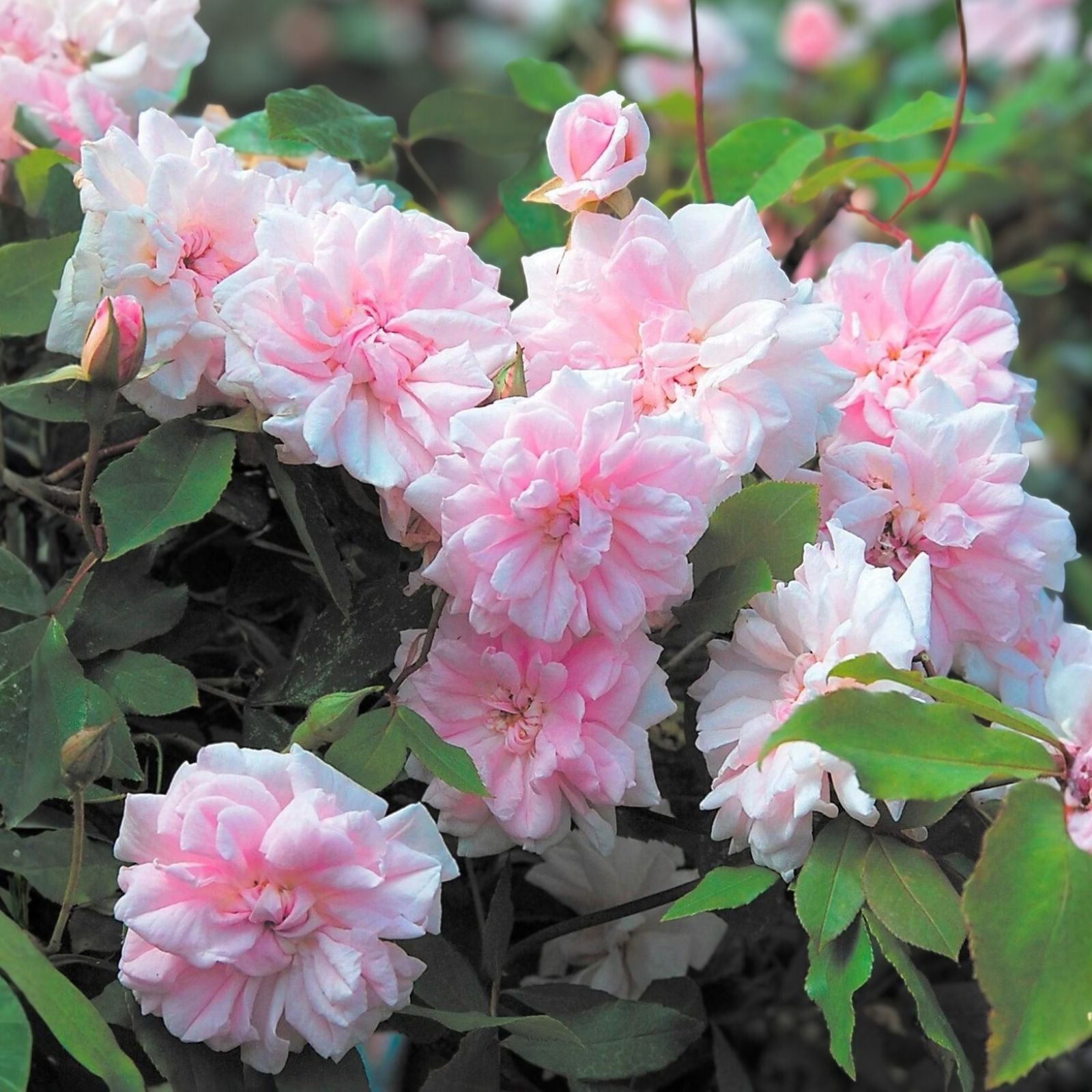Cecile Brunner Rose Cuttings, 10 Live Unrooted Fragrant Rose Plants, Rosa 'Cecile Brunner', Bare Root Starter Plants