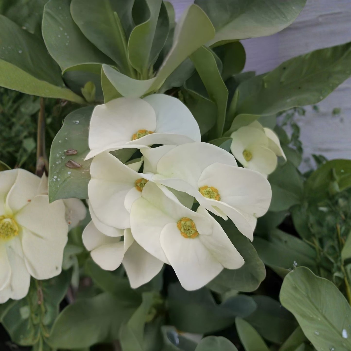 Large White Crown of Thorns Cutting Euphorbia milii Live Succulent Plant Indoor Outdoor Decor
