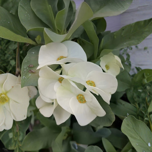 Large White Crown of Thorns Cutting Euphorbia milii Live Succulent Plant Indoor Outdoor Decor