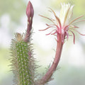 Snake Cactus Tip Cutting 12" Peniocereus serpentinus Succulent Houseplant Easy Care Cactus Gift