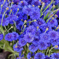 Bachelor Button Seeds Tall Blue Variety 1000 Count | Centaurea cyanus Flower Seeds for Garden, Cutting, and Landscaping