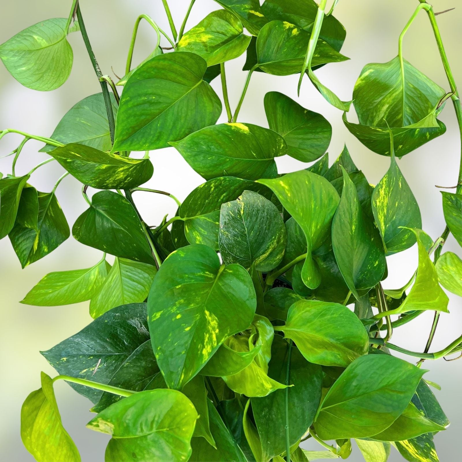10 Pothos Plant Cuttings Epipremnum aureum Green Indoor Houseplants Easy Care Low Maintenance