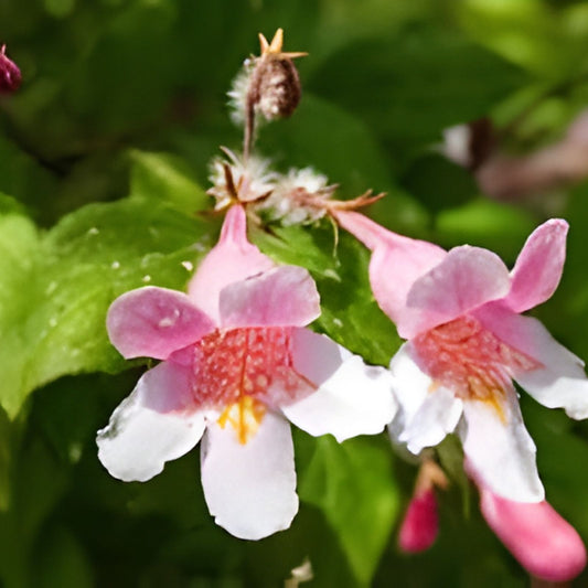 Kolkwitzia amabilis Beautybush Seeds Pink Flowers Ornamental Shrub for Garden Landscaping Non-GMO