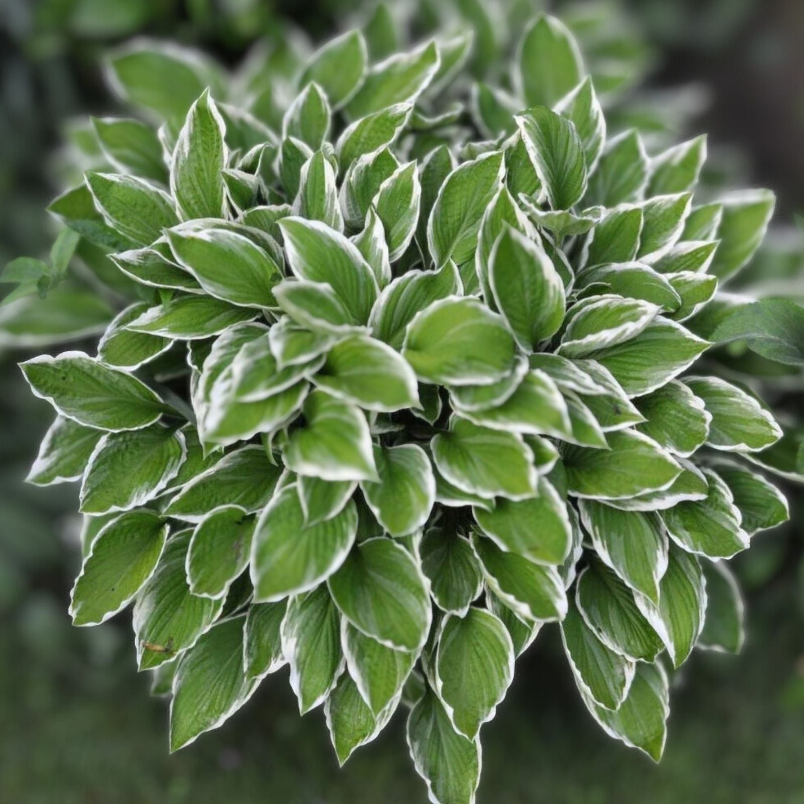 Crowned Imperial Hosta Plant 6" Live Plant Dark Green Leaves Lavender Flowers Shade Garden Houseplant