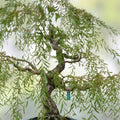 Bonsai Tree Cutting Large Thick Trunk Australian Willow Live Plant Salix elegans - Fast Shipping