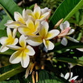 Plumeria Cuttings Pali Lookout Variety Tropical Fragrant Flowering Plant Live Starter Plant