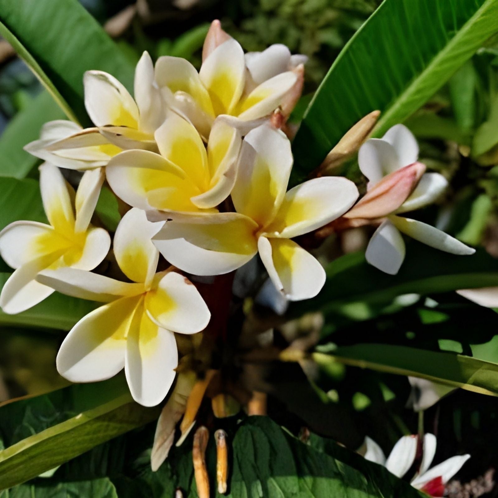 Plumeria Cuttings Pali Lookout Variety Tropical Fragrant Flowering Plant Live Starter Plant