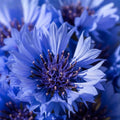 Bachelor Button Seeds 50 Pack Tall Blue Centaurea cyanus Flower Seeds for Garden Planting, Live Plant, Cutting, Starter Plant