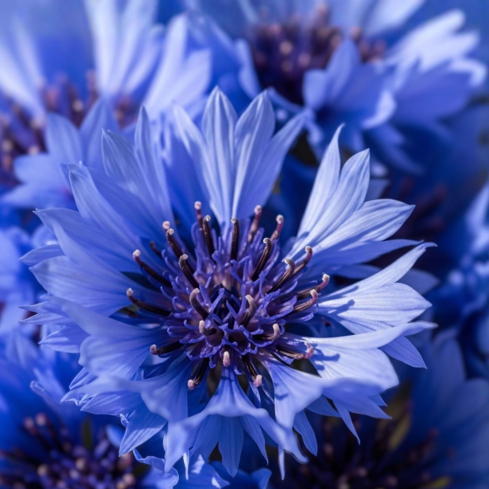 Bachelor Button Seeds 50 Pack Tall Blue Centaurea cyanus Flower Seeds for Garden Planting, Live Plant, Cutting, Starter Plant