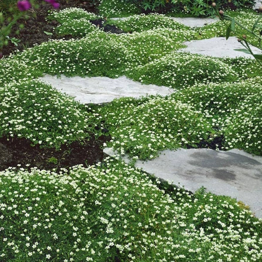 Irish Moss Seeds - 250+ Ground Cover Plant for Landscaping - Attractive Green Foliage - Chondrus crispus - bloomhavennursery