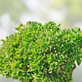 Crassula Arborescens Undulatifolia Ripple Curly Jade Succulent Cuttings - 3 Plant Clippings for Home Decor and Gardening
