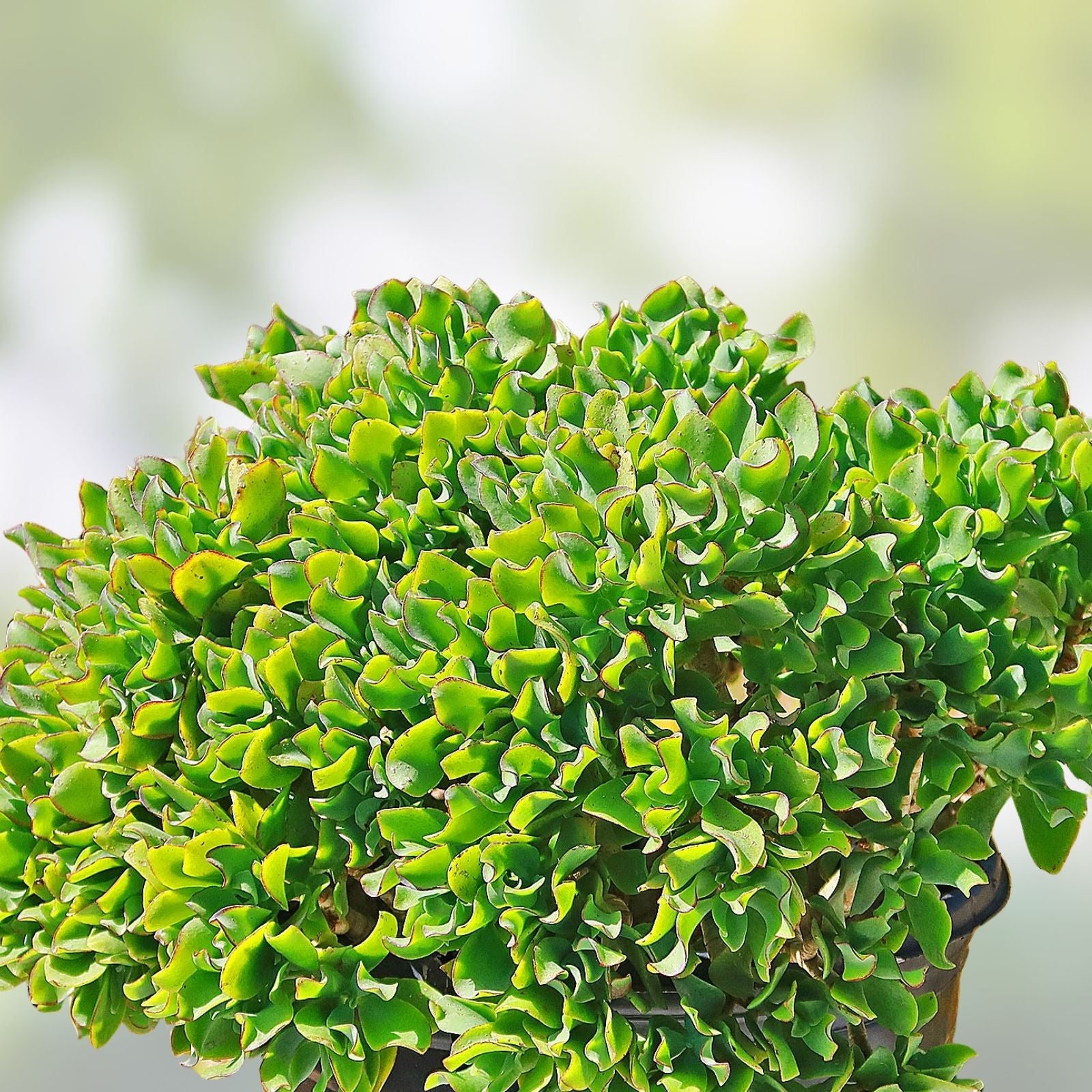 Crassula Arborescens Undulatifolia Ripple Curly Jade Succulent Cuttings - 3 Plant Clippings for Home Decor and Gardening