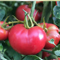 Tomato Seeds 100 Count Bradley Pink Heirloom Dark Pink Solanum lycopersicum Vegetable Seeds for Gardening