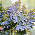 Peacock Moss Cutting Selaginella wildenowii Blue Spikemoss Fern Live Plant for Terrariums, Houseplant, Starter Plant