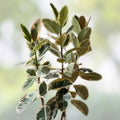 Fresh Rubber Tree Cutting for Rooting and Transplanting – Ficus elastica – Healthy Houseplant Propagation Material