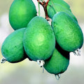 Cherokee Trail of Tears Bean Seeds – 20 Organic Non-GMO Heirloom Phaseolus vulgaris Edible Seeds