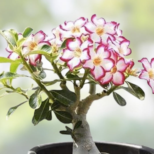 Mixed Color Desert Rose Seeds - Adenium Obesum Succulent Bonsai Starter Kit - Easy to Grow, Fast Growing, Drought Tolerant