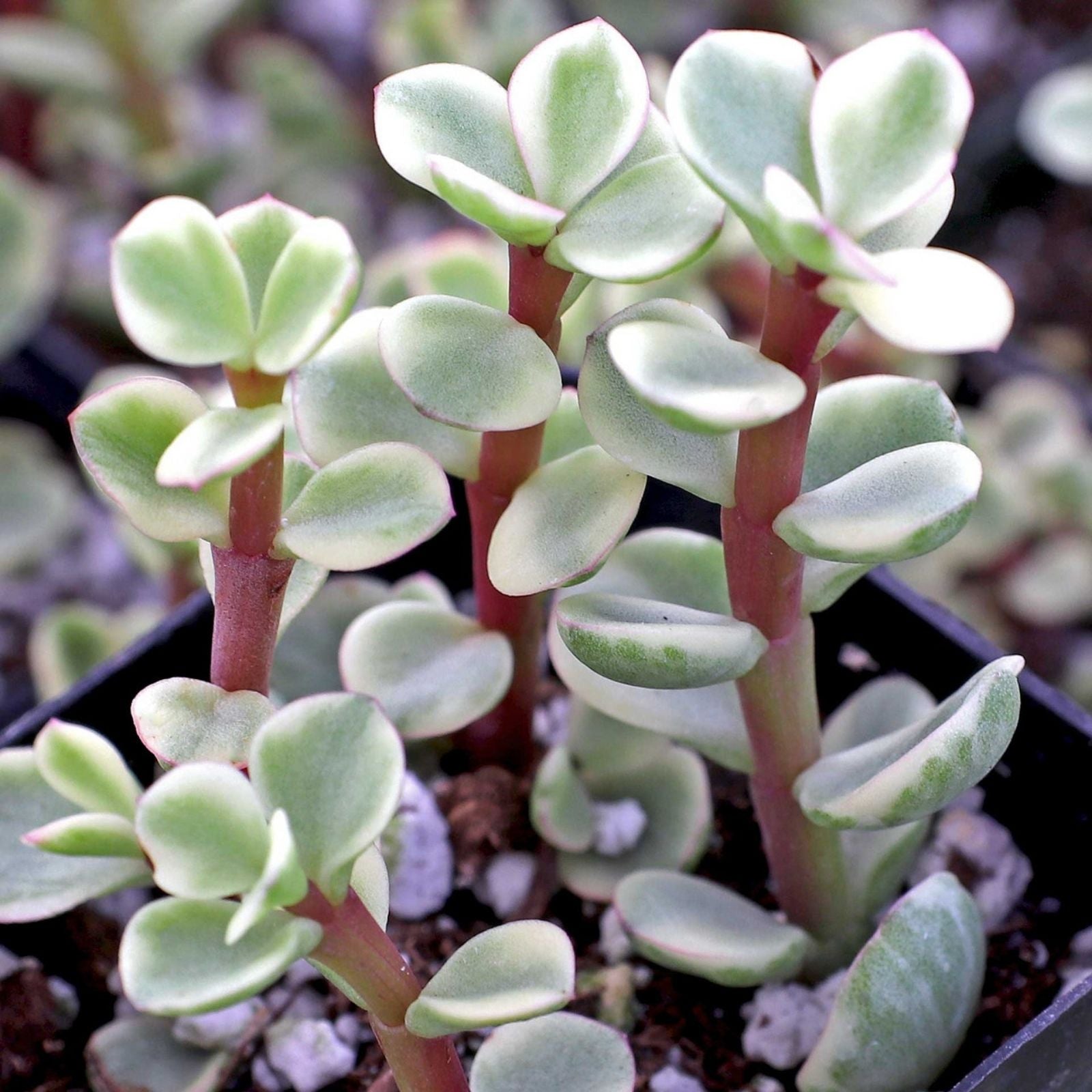 Portulacaria Cuttings Collection 9 Varieties Elephant Bush Succulents Live Plants Drought Tolerant Houseplants