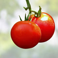 Tomato Seeds 100 Pack Bonny Best Scarlet Slicing Canning Lycopersicon esculentum Bright Red Fruits