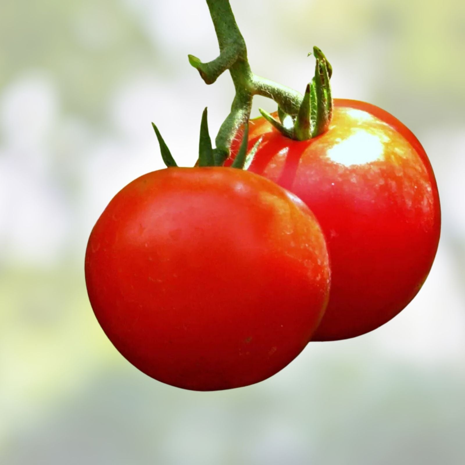 Tomato Seeds 100 Pack Bonny Best Scarlet Slicing Canning Lycopersicon esculentum Bright Red Fruits