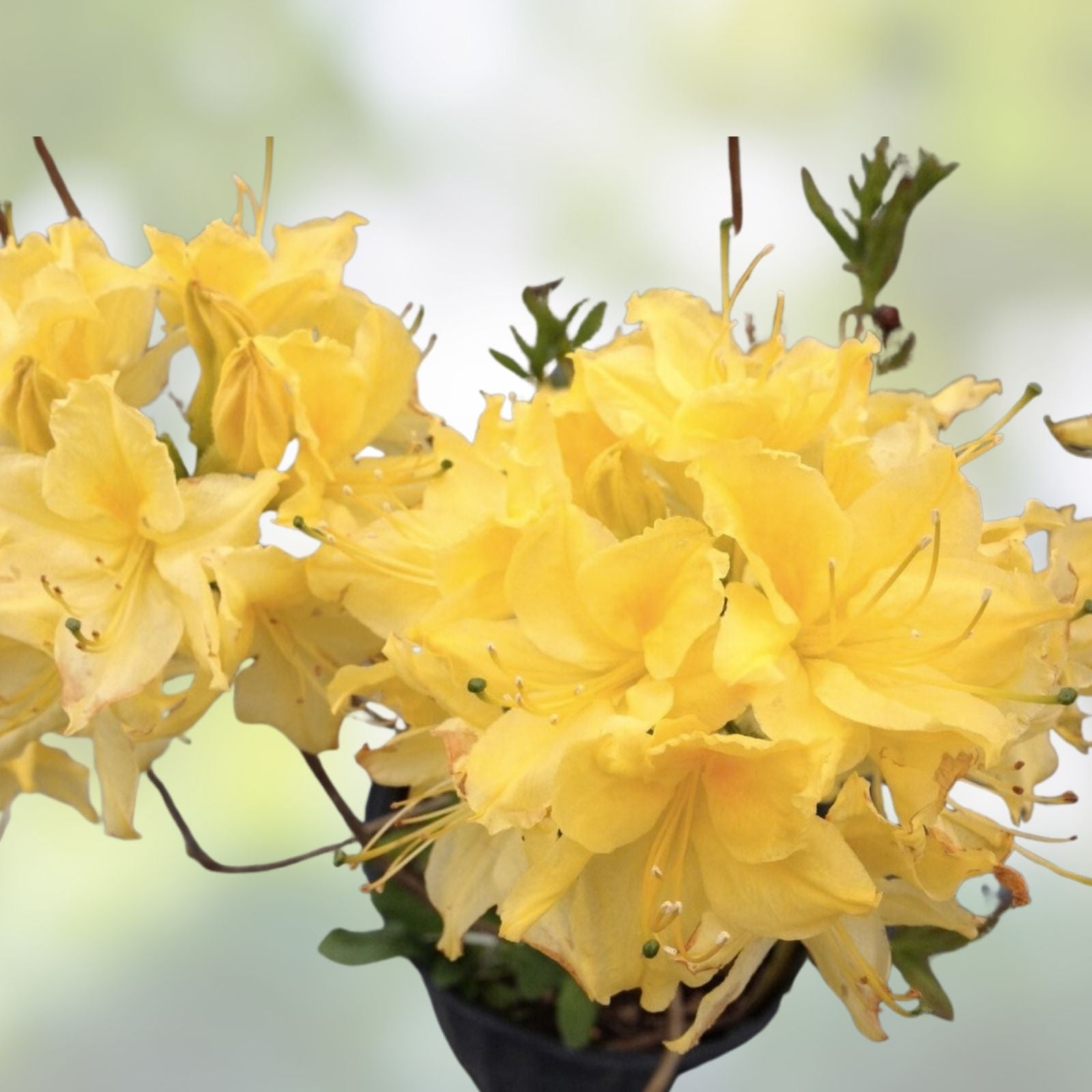 Aromi Azalea Starter Plant Lemon Lights Rhododendron Hybrid Garden Flower Shrub, Ornamental Garden Plant