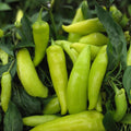 Spicy Hungarian Yellow Wax Pepper Seeds 100 Count Heirloom Non-GMO Capsicum annuum Vegetable Seeds