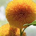 Giant Sunflower Seeds 500 Count Sungold Variety, Helianthus annuus, Bright Colorful Blooms, Live Plant, Starter Seed, Bare Root