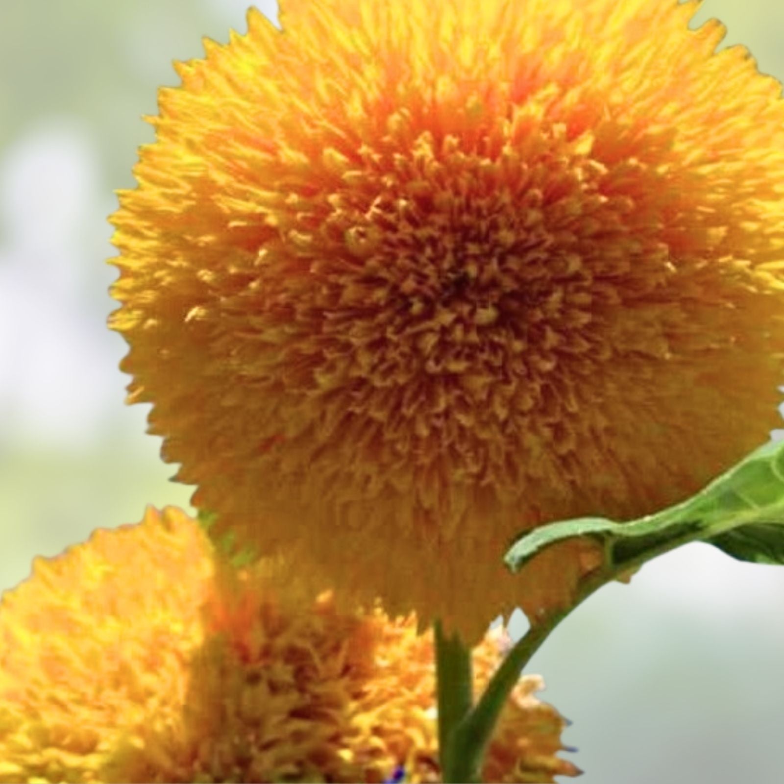 Giant Sunflower Seeds 500 Count Sungold Variety, Helianthus annuus, Bright Colorful Blooms, Live Plant, Starter Seed, Bare Root