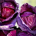 Red Acre Cabbage Seeds Heirloom Brassica oleracea Starter Plant Live Cutting 25+ Seeds