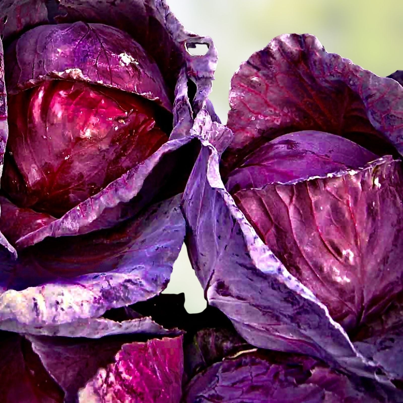 Red Acre Cabbage Seeds Heirloom Brassica oleracea Starter Plant Live Cutting 25+ Seeds