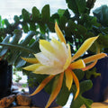 Ric Rac Cutting 2 Pack, Orchid Cactus, Fish Bone Succulent, Cryptocereus anthonyanus, Live Plant, Propagation Material