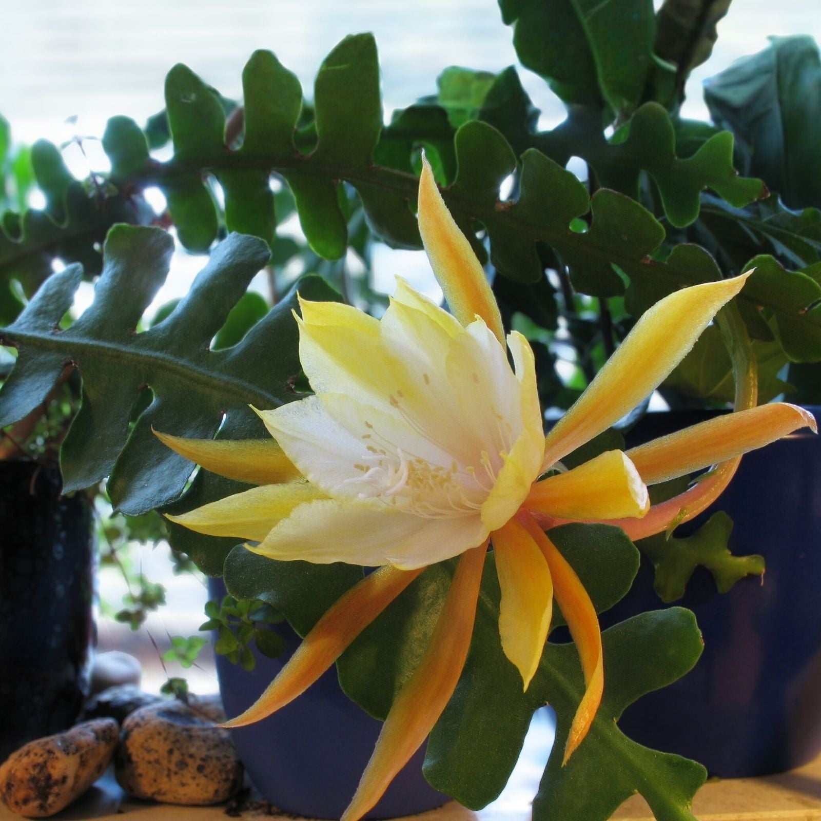Ric Rac Cutting 2 Pack, Orchid Cactus, Fish Bone Succulent, Cryptocereus anthonyanus, Live Plant, Propagation Material