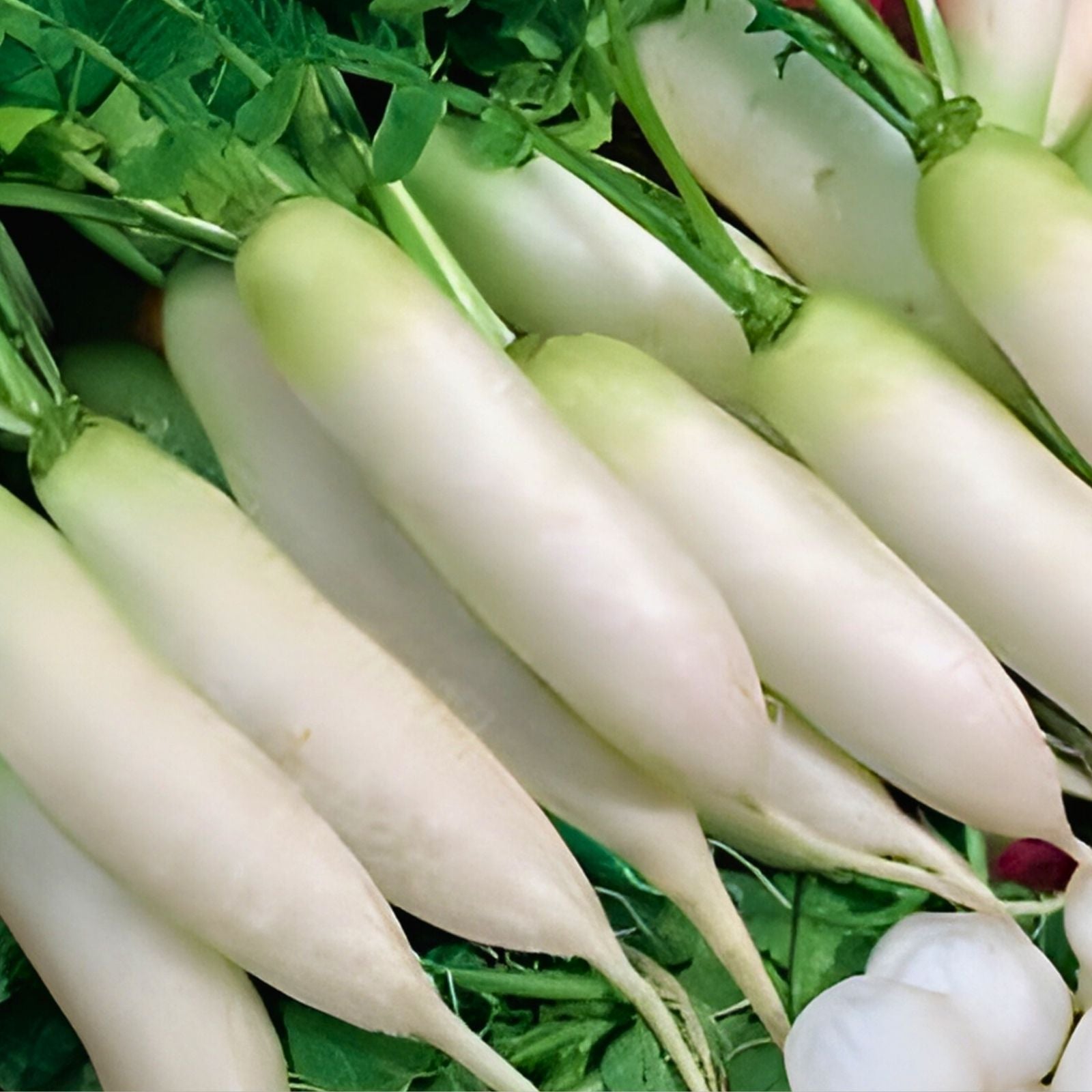 Radish Seeds Minowase Daikon Heirloom Non-GMO 500 Count Organic Vegetable Garden Planting
