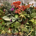 Assorted Organic Succulent Cuttings Set 20 Pack Live Succulents DIY Garden Houseplant Varieties