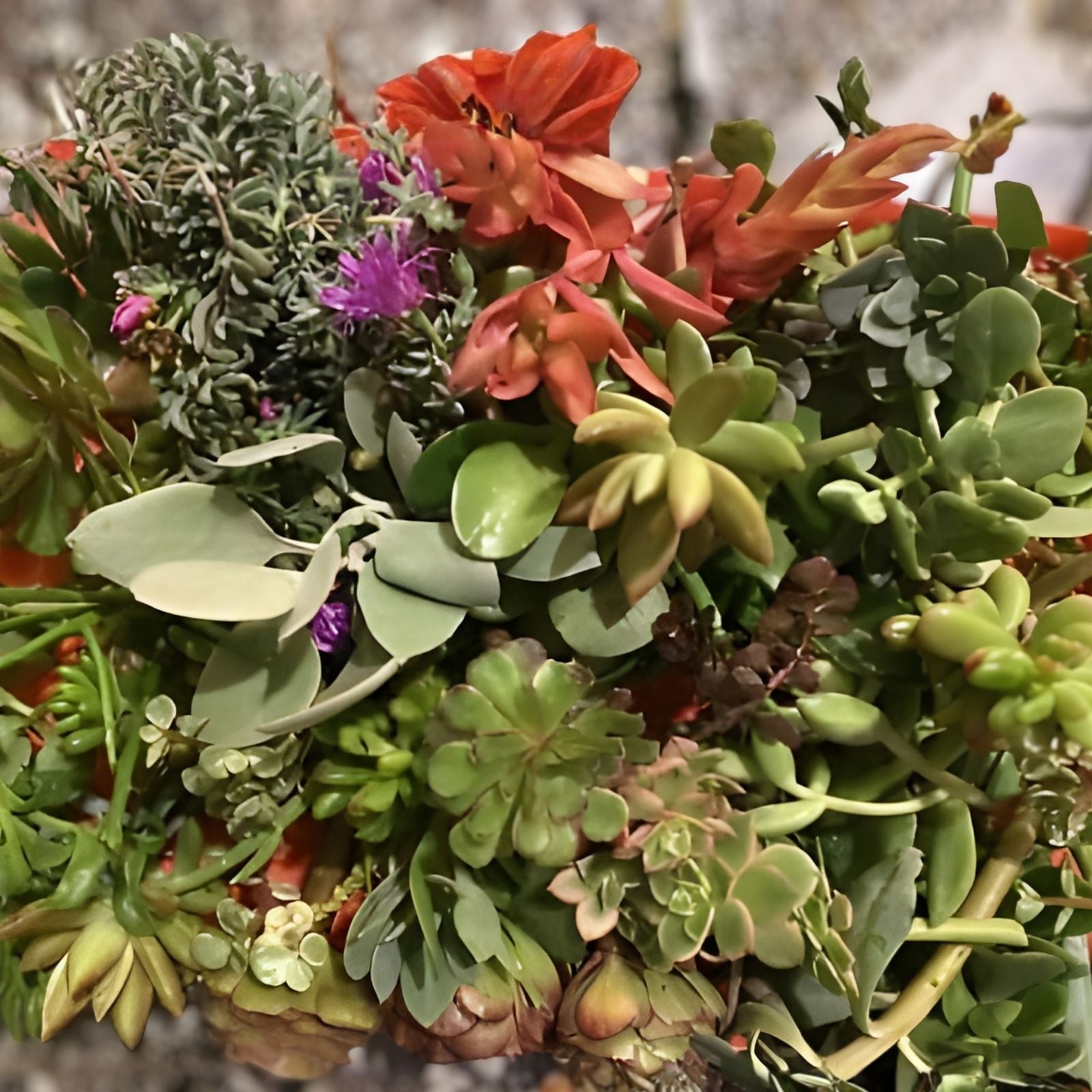 Assorted Organic Succulent Cuttings Set 20 Pack Live Succulents DIY Garden Houseplant Varieties