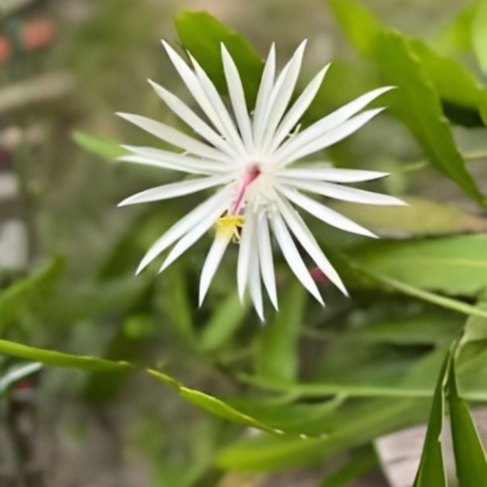 Epiphyllum Cuttings Set of 4 | Hookeri & Night Blooming Fragrant Succulents | Indoor Gardening | 6-8" Long | Fast Growing