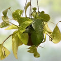 Golden Pothos & Cebu Blue Pothos Cuttings - Lot of 2, Unrooted, 2 Leaves, 2 Nodes, Epipremnum aureum & Scindapsus aureus, Easy to Grow