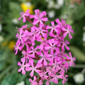 Catchfly Flower Seeds - Silene armeria Perennial Garden Seeds - Crimson Red Blooms - Live Plant or Cutting Option
