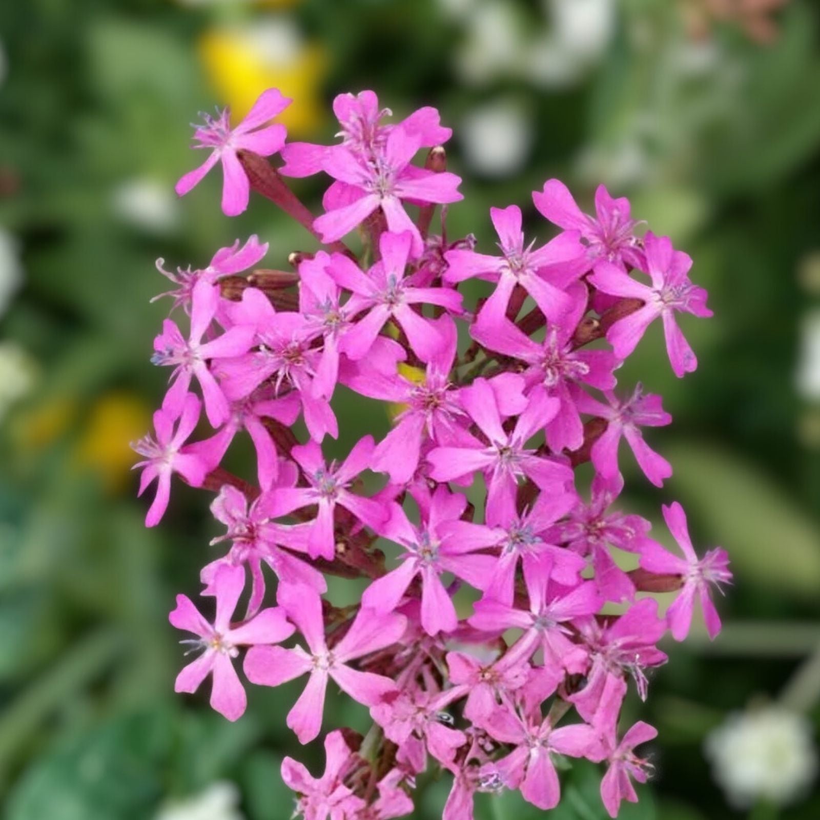 Catchfly Flower Seeds - Silene armeria Perennial Garden Seeds - Crimson Red Blooms - Live Plant or Cutting Option