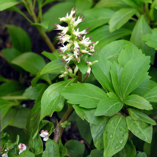 Pachysandra Procumbens Rooted Cuttings Native Ground Cover Winter Hardy Plant 10 Pack