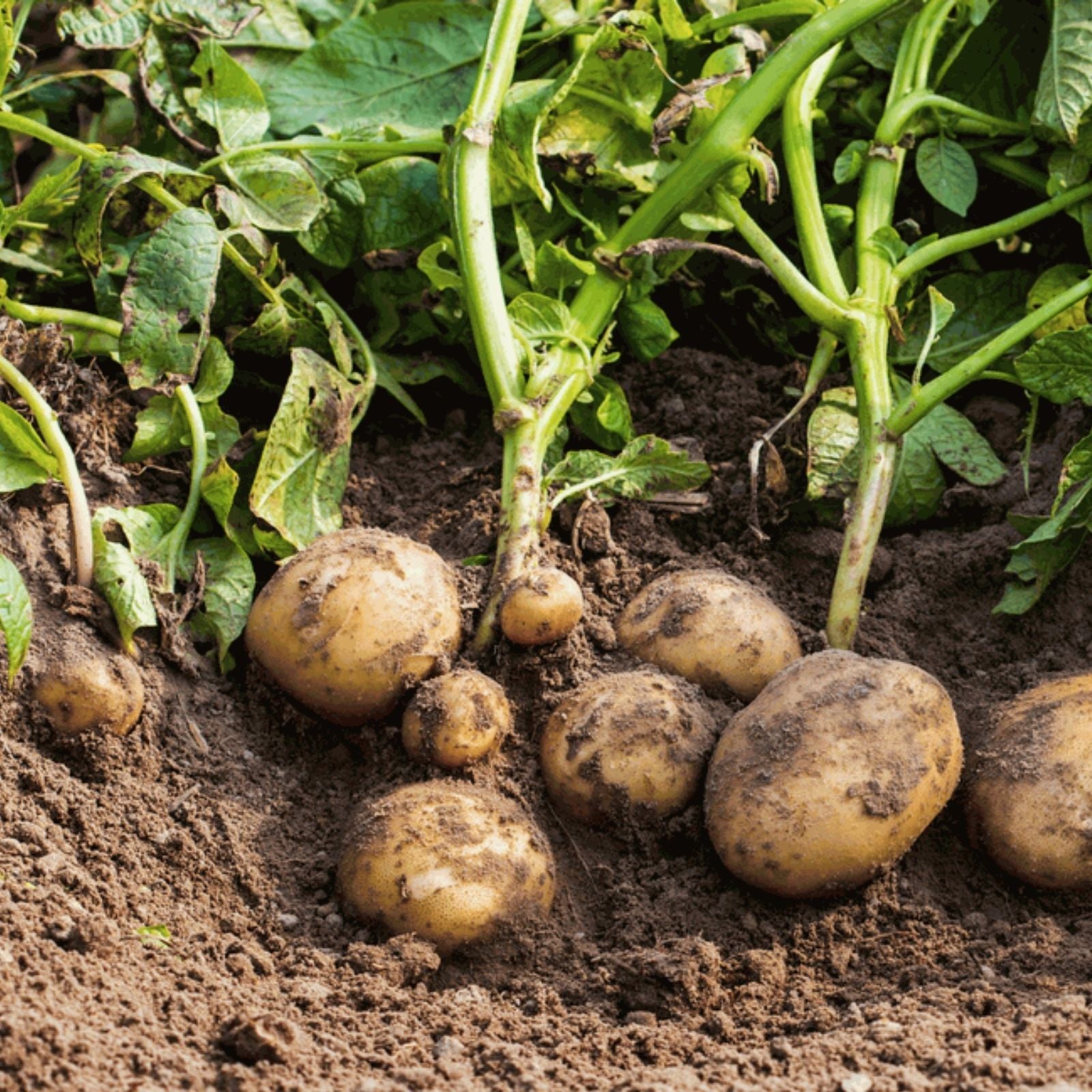 Red Norland Seed Potatoes – Early Maturing Solanum tuberosum Live Plant for Garden Planting, Potatoes for Growing