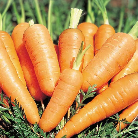 Heirloom Carrot Seeds Danvers Half Long 500+ | Organic Salad Carrots Daucus carota | Live Plant, Starter, Bare Root