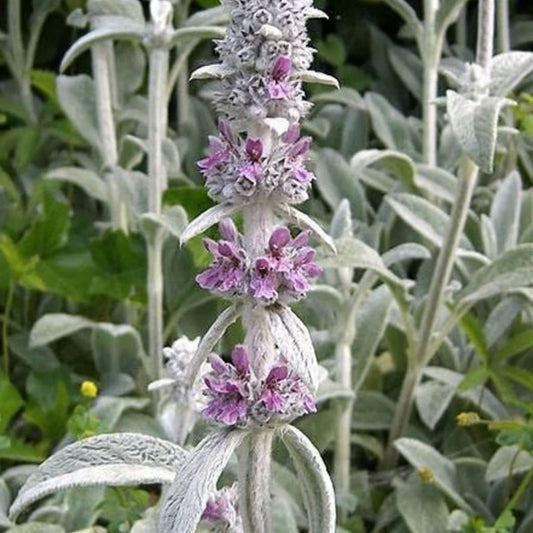 Lamb's Ear Seeds 100+ Pack Byzantina Variety Garden Seeds, Fast Growing, Stachys byzantina, Made in USA from Iowa