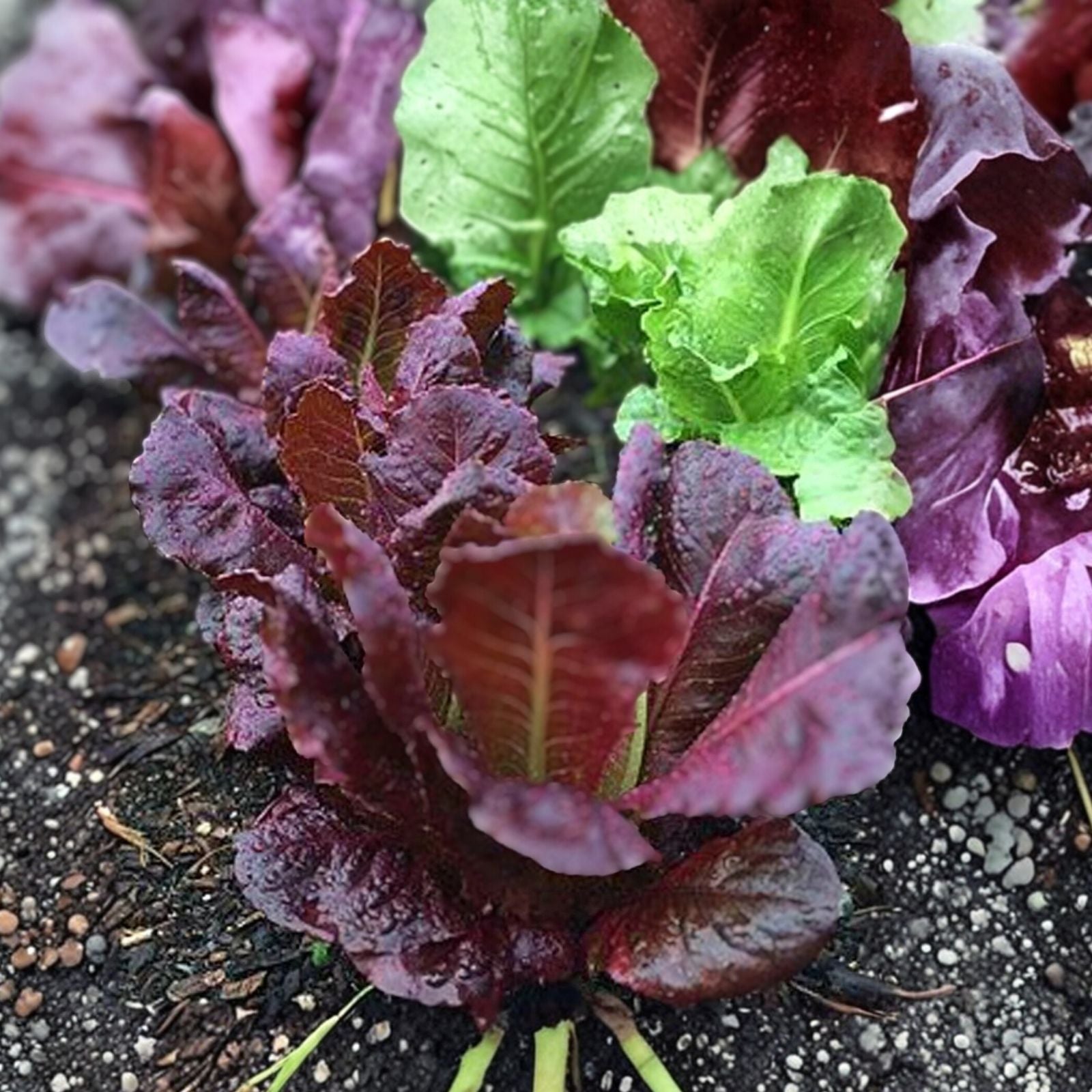 Red Romaine Lettuce Seeds – Heirloom Non-GMO Leafy Salad Greens, 50+ Starter Plants, Lactuca sativa, home garden, vegetable seeds