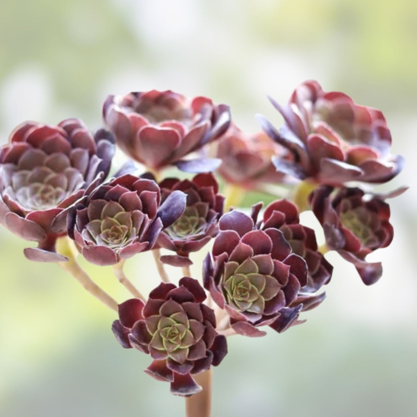 Aeonium Firefox Cutting - Rooted Succulent Plant for Indoor Houseplant, Easy Care, Live Plant Starter - BloomHavenNursery
