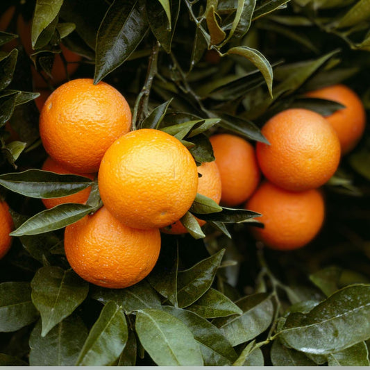 Orange Giant Citrus Tree Cutting 6-Inch, Citrus sinensis Fruit Tree Propagation, Easy to Grow, Fresh Citrus Plant Cutting